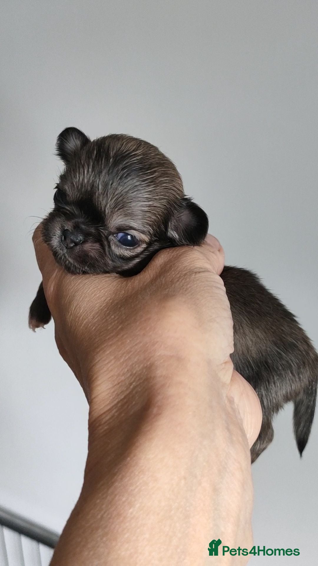 Chihuahua dogs Stunning long coat chihuahua puppies  - Advert 1