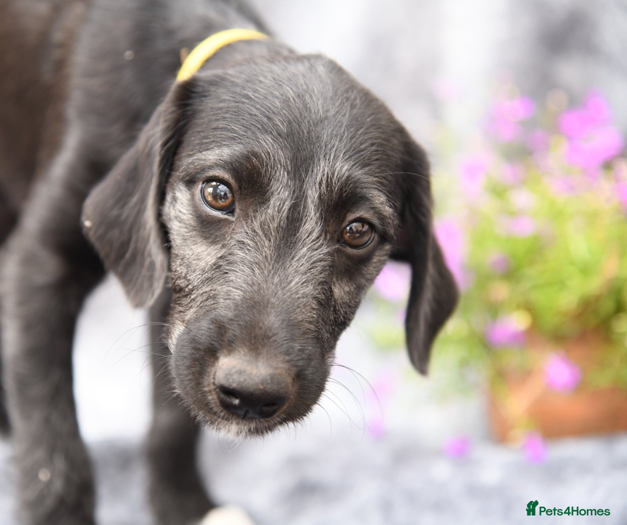 Bedlington Terrier dogs 3/4 Bedlington 1/4 whippet - Advert 1