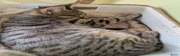Mixed Breed cats for sale: 3 female kittens  in Durham - Advert 1