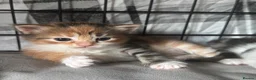 Mixed Breed cats for sale: Beautiful Tortoiseshell & Black & White Kittens - Advert 14