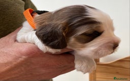 Cocker Spaniel dogs for sale: Adorable show cocker spaniels - Image 3