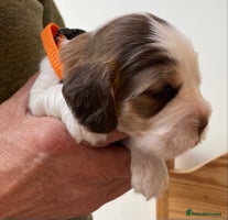 Cocker Spaniel dogs - Advert 8