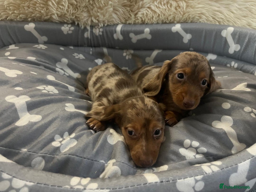 Dachshund dogs for sale: Miniature dachshund puppies for sale - Advert 7