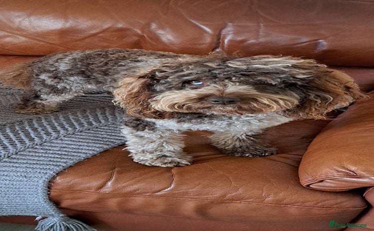 Cockapoo dogs in Bristol - Advert 1