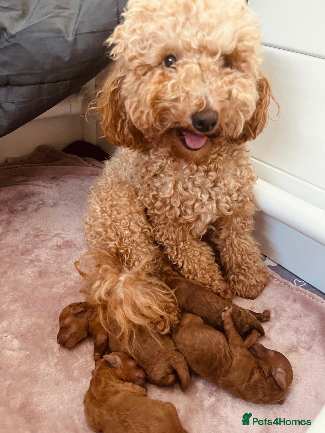 Toy Poodle dogs for sale: Pure bred Red Tiny Toy Poodle Puppies - Advert 3