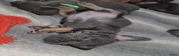 French Bulldog dogs for sale: NEW VIDEOS Gorgeous French Bull Dog Puppies - Advert 3