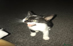British Shorthair cats for sale: Female 8 weeks kitten black and whiteshorthair  - Image 5