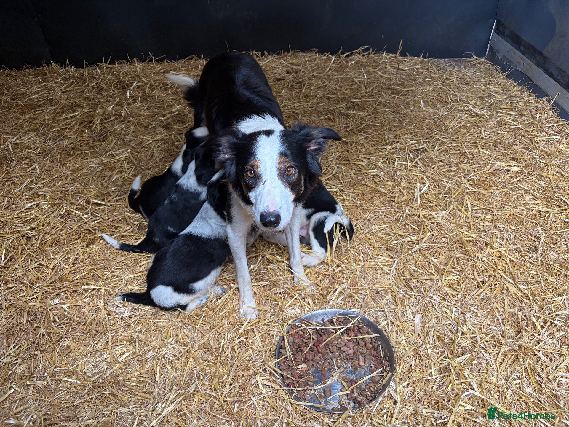 Border Collie dogs Beautiful Border Collie Pups - Advert 2