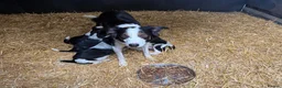 Border Collie dogs for sale: Beautiful Border Collie Pups - Advert 1