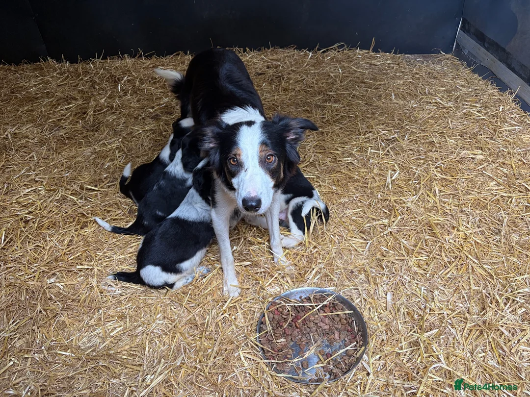Border Collie dogs for sale: Beautiful Border Collie Pups - Advert 1