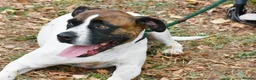 Mixed Breed dogs for adoption: Donky - Advert 9