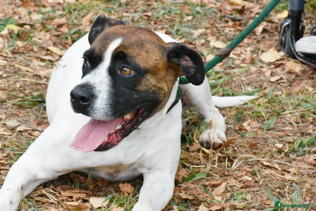 Mixed Breed dogs for adoption: Donky - Advert 9