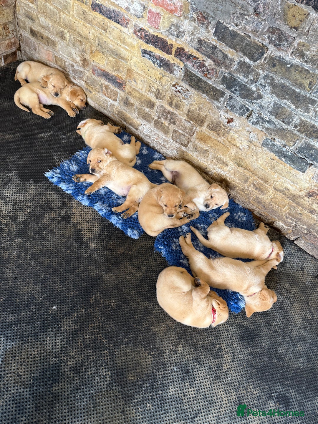 Labrador Retriever dogs for sale: Beautiful Red/Champagne Labrador puppies for sale. - Image 6