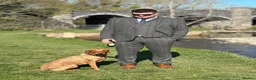Labrador Retriever dogs for sale: Male Fox Red Puppies  - Advert 2