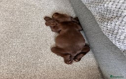 Mixed Breed dogs for sale: Female sprocket spaniel  - Image 4