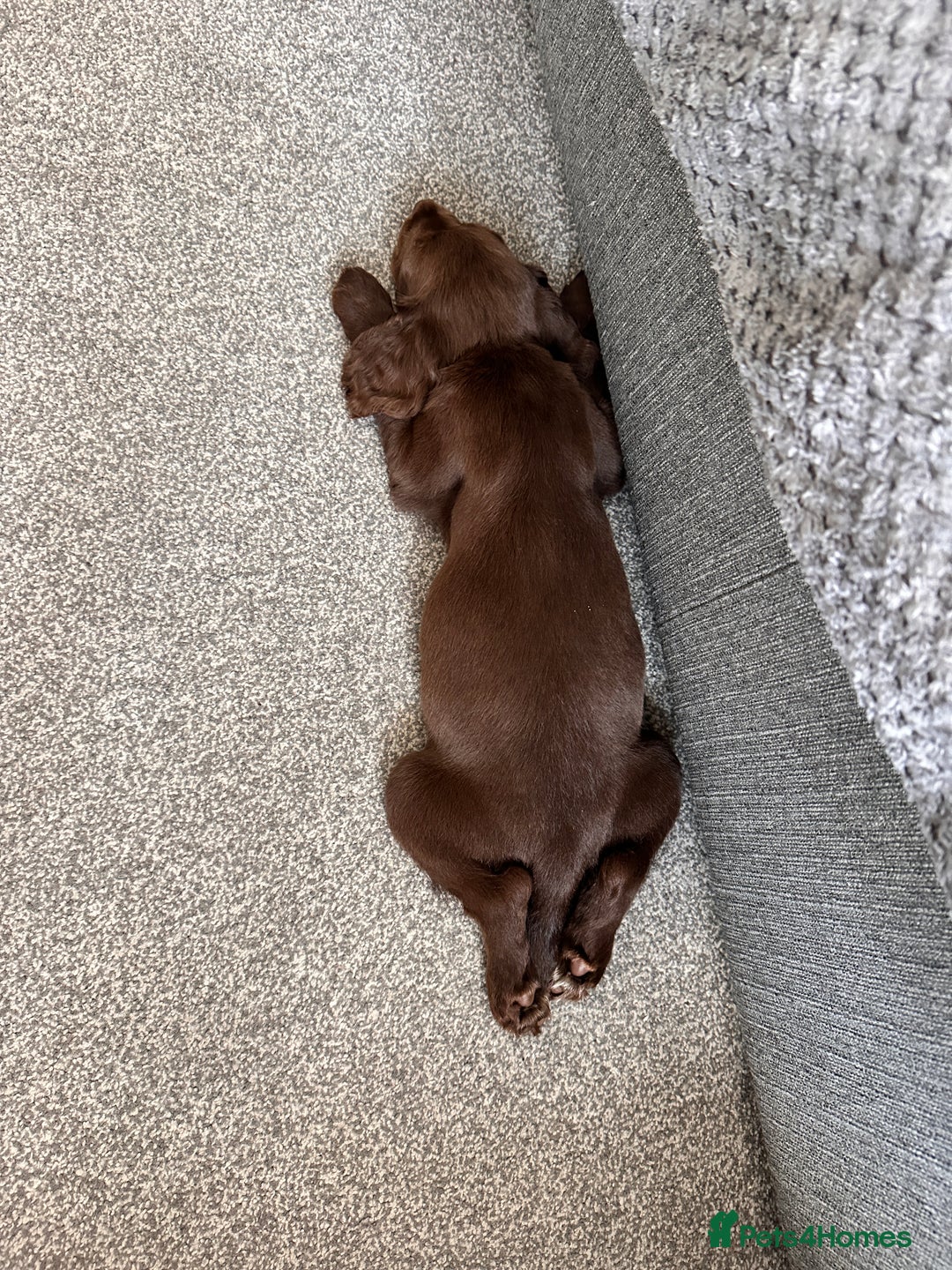 Mixed Breed dogs for sale: Female sprocket spaniel  - Image 4