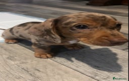 Miniature Dachshund dogs for sale: Miniature Dachshunds  - Image 8