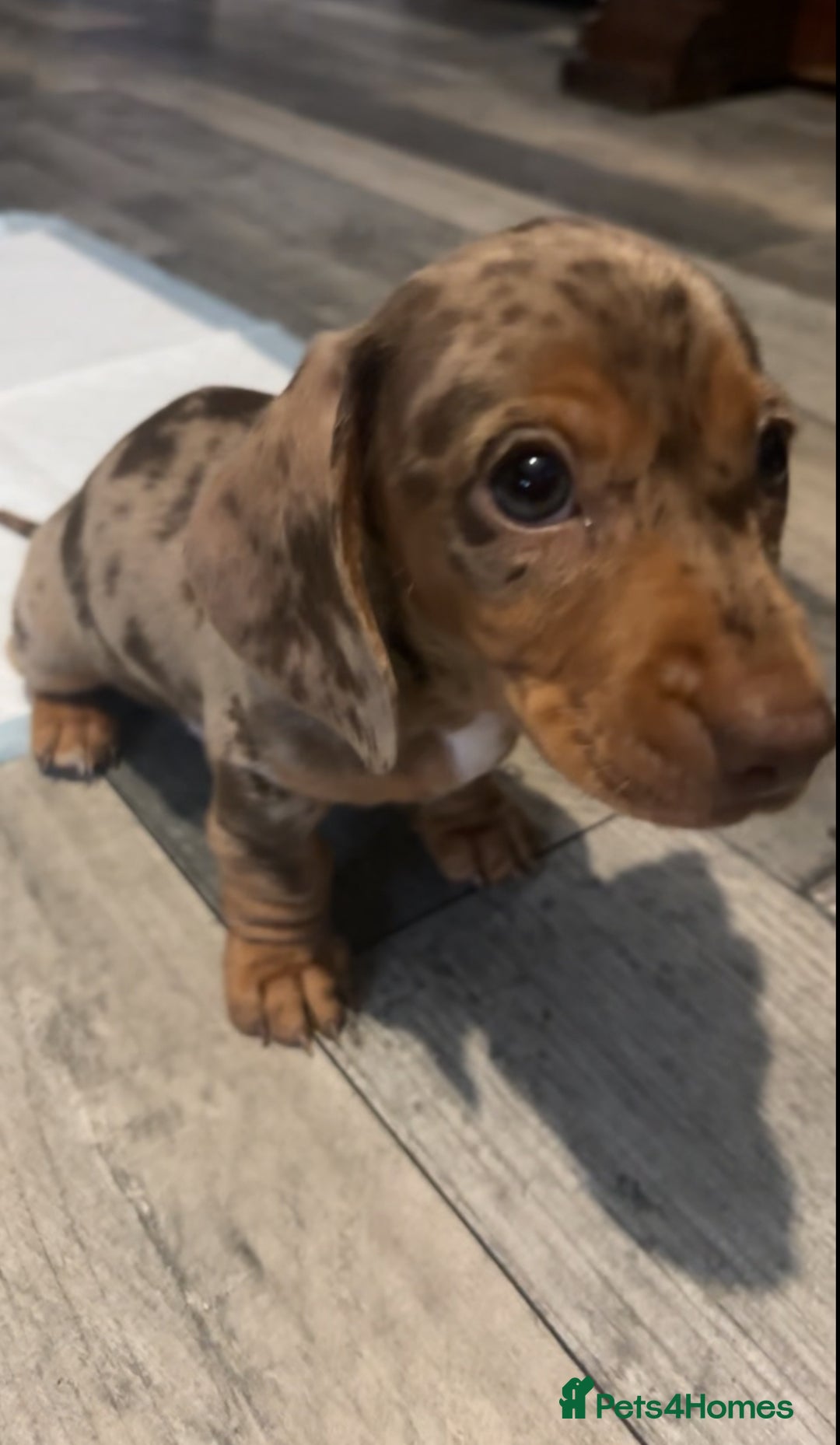 Miniature Dachshund dogs for sale: Miniature Dachshunds  - Image 8