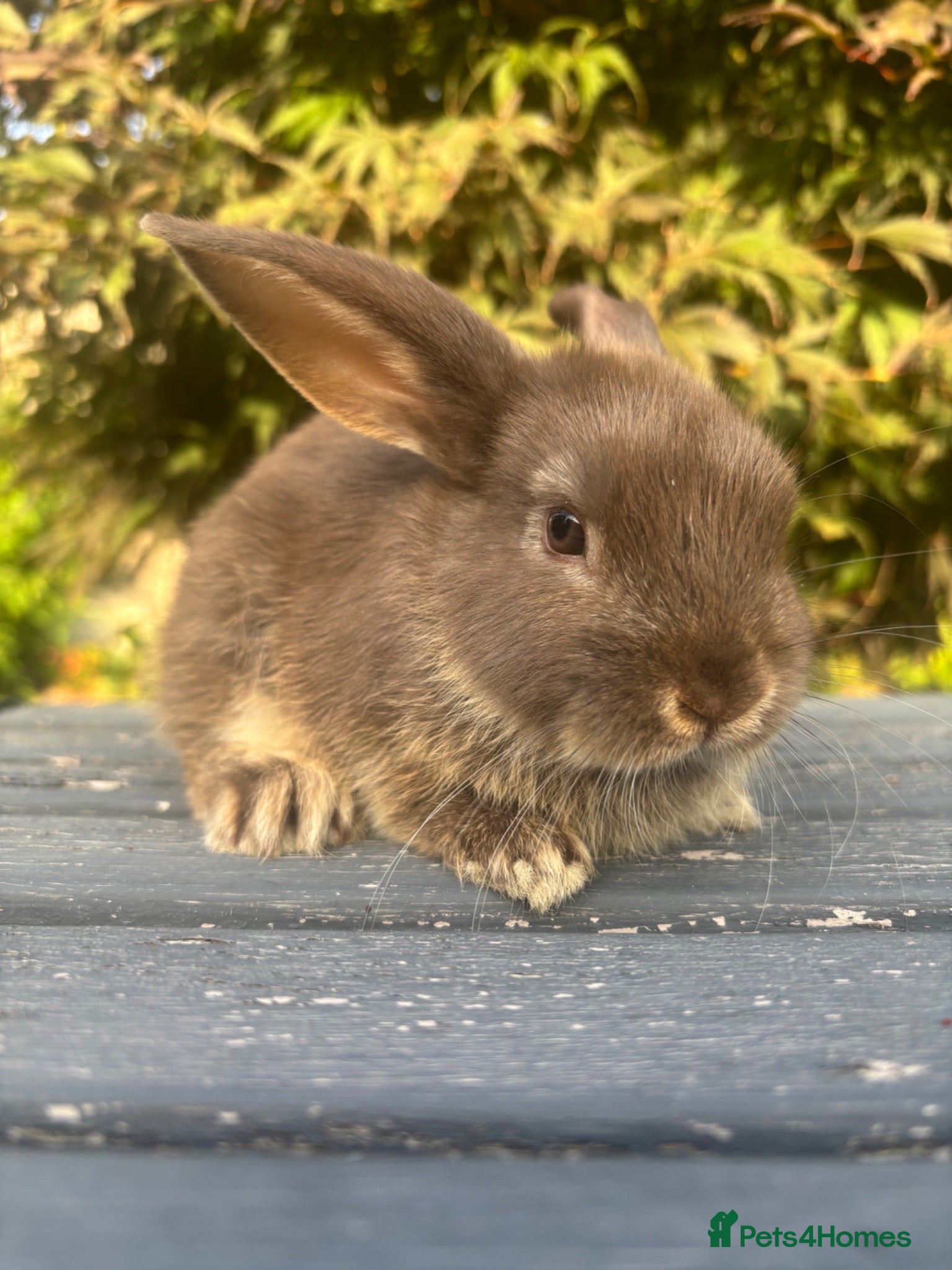 Mini Lop rabbits Female chocolate otter / black self cross - Advert 2