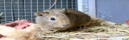 Guinea Pig rodents for sale: Single male guinea pig  - Advert 3
