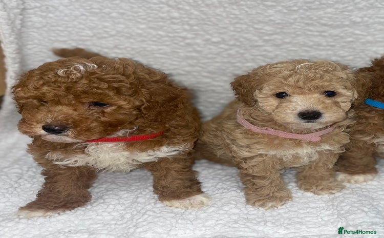 Toy Poodle dogs - Advert 3