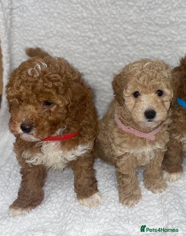 Toy Poodle dogs - Advert 3