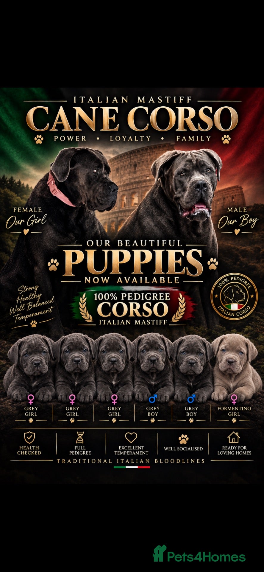 Cane Corso dogs Cane corso Italian mastiff full pedigree  - Advert 15