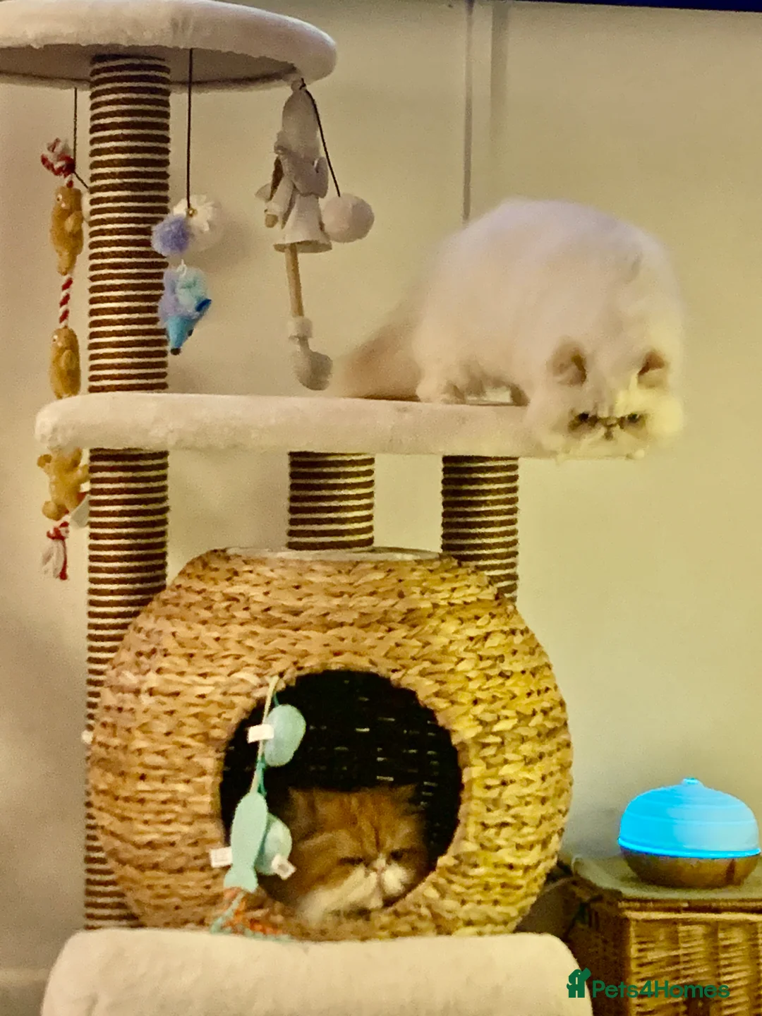 Persian cats for sale: Persian long and thick hair 5mo boy  - Advert 8