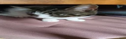 British Shorthair cats for sale: Ready for new homes this week  - Advert 4