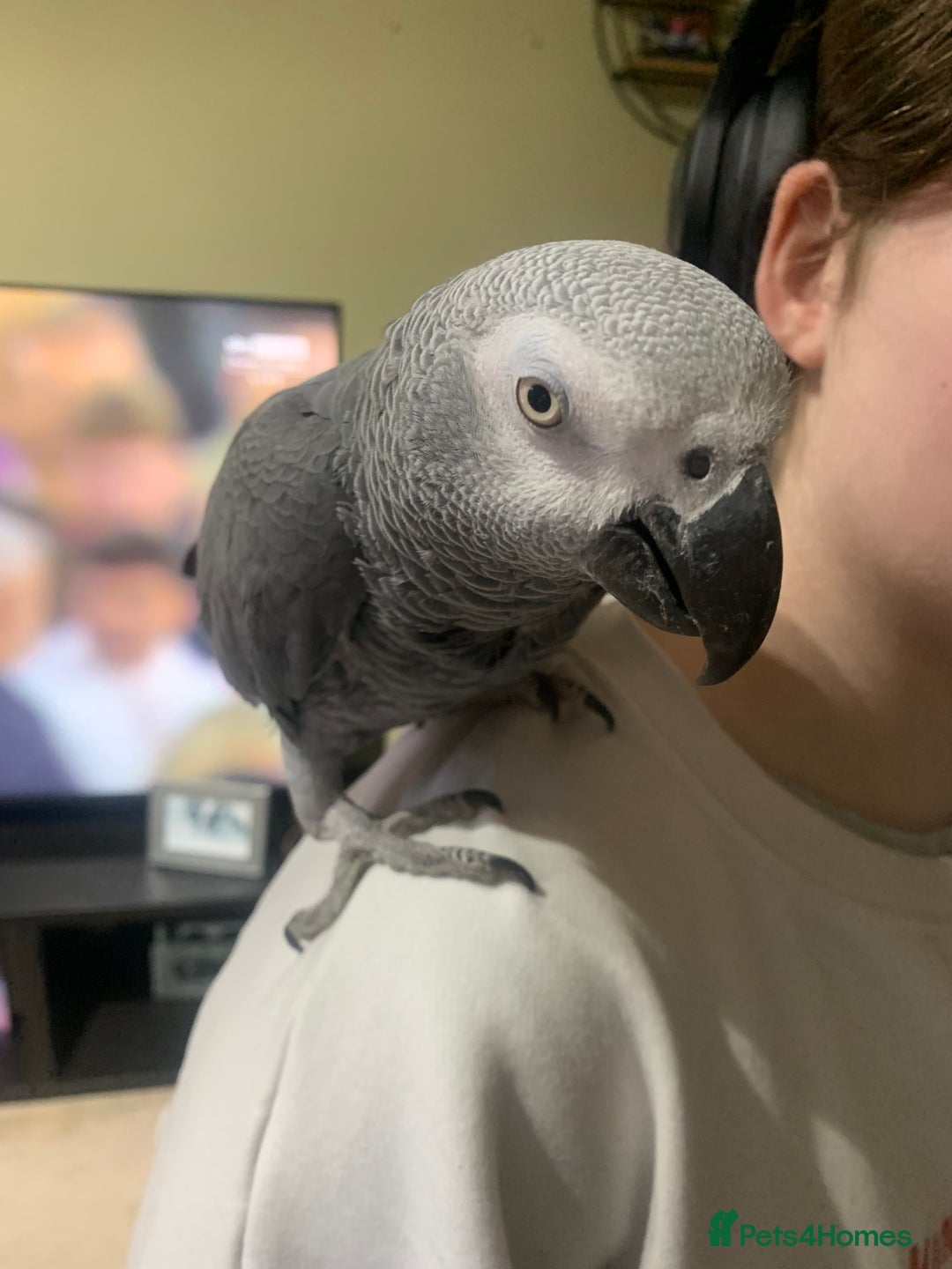 Parrots birds for sale: African Grey bird for sale  - Image 2