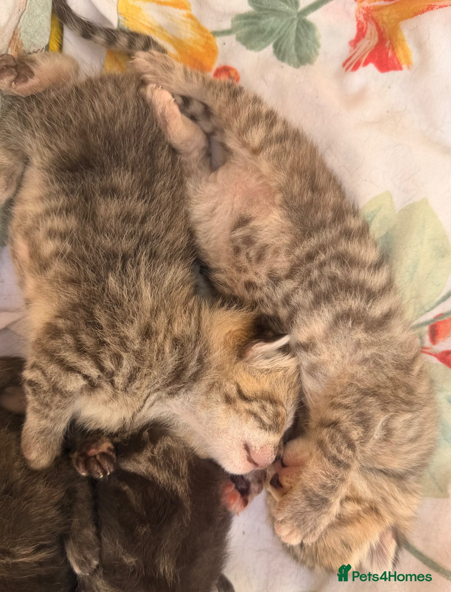 Mixed Breed cats for sale: Female tabby/bengal kitten - Advert 6