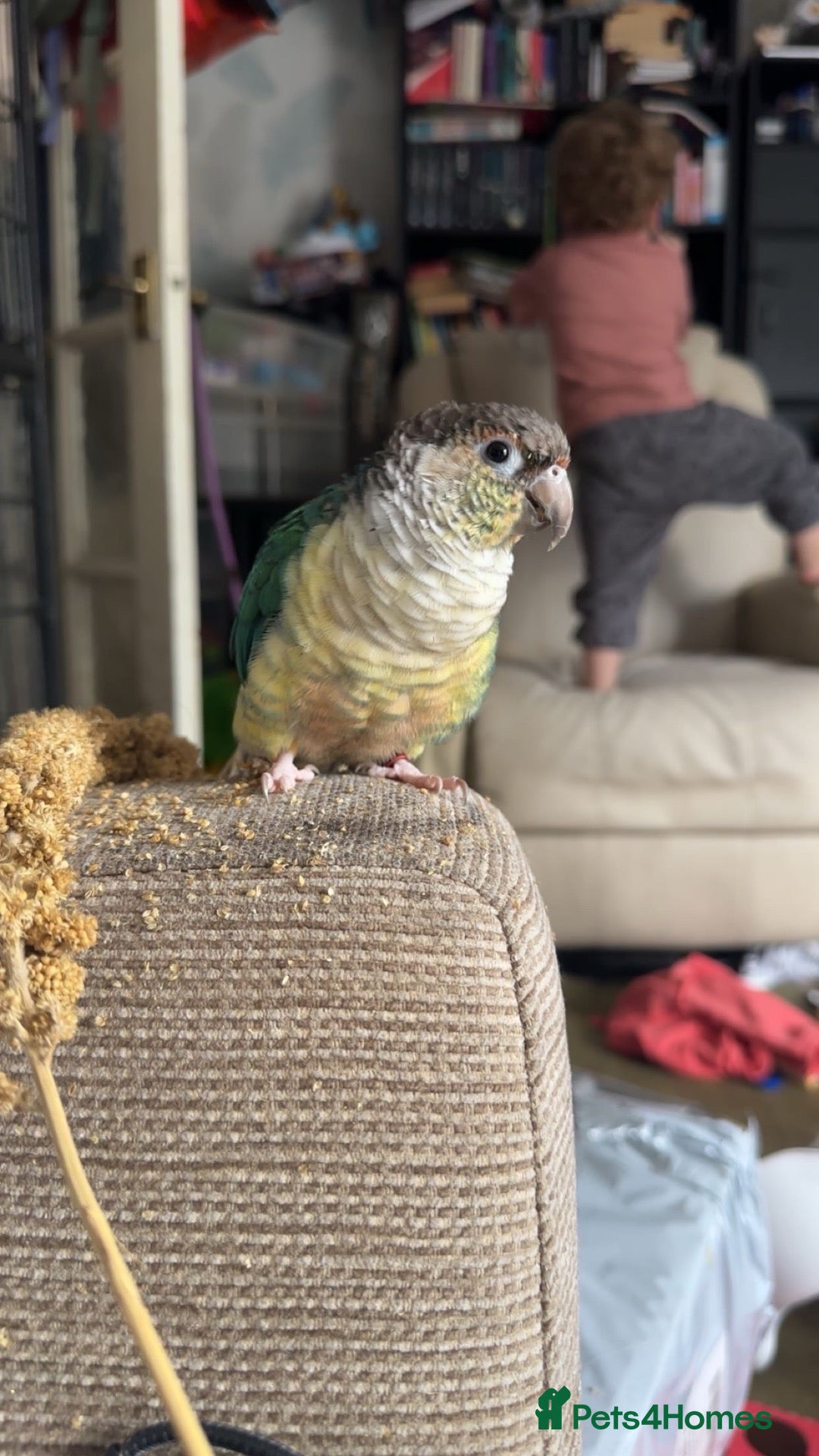 Conures birds Hand tamed beautiful conure - Advert 1