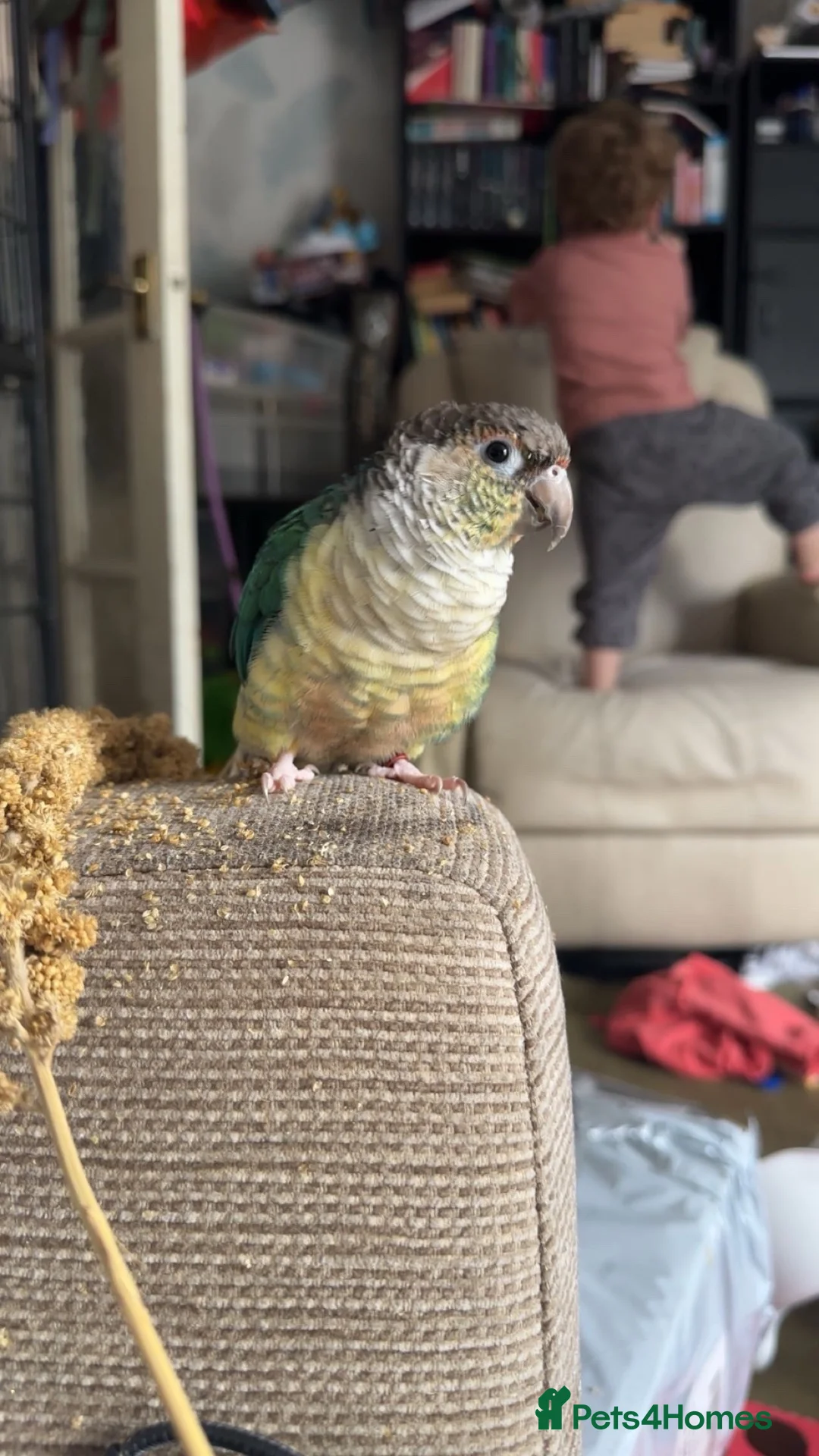 Conures birds for sale: Hand tamed beautiful conure - Advert 1