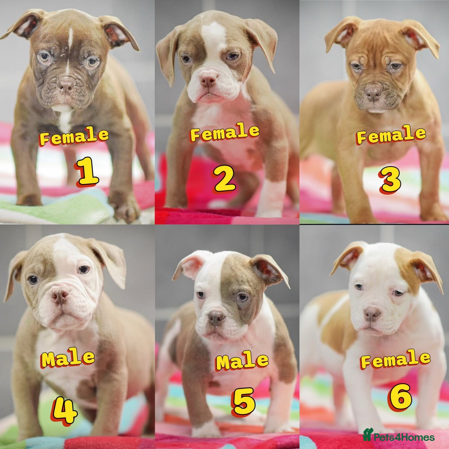 Old Tyme Bulldog dogs 5⭐️RATED COUNCIL APPROVED💥LICENSED 23 YEAR EXPERT - Advert 10