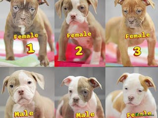 Old Tyme Bulldog dogs 5⭐️RATED COUNCIL APPROVED💥LICENSED 23 YEAR EXPERT - Advert 10