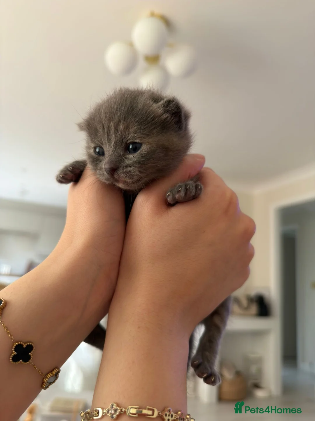 Scottish Fold cats for sale: Female scottish fold kitten  in Croydon - Advert 2