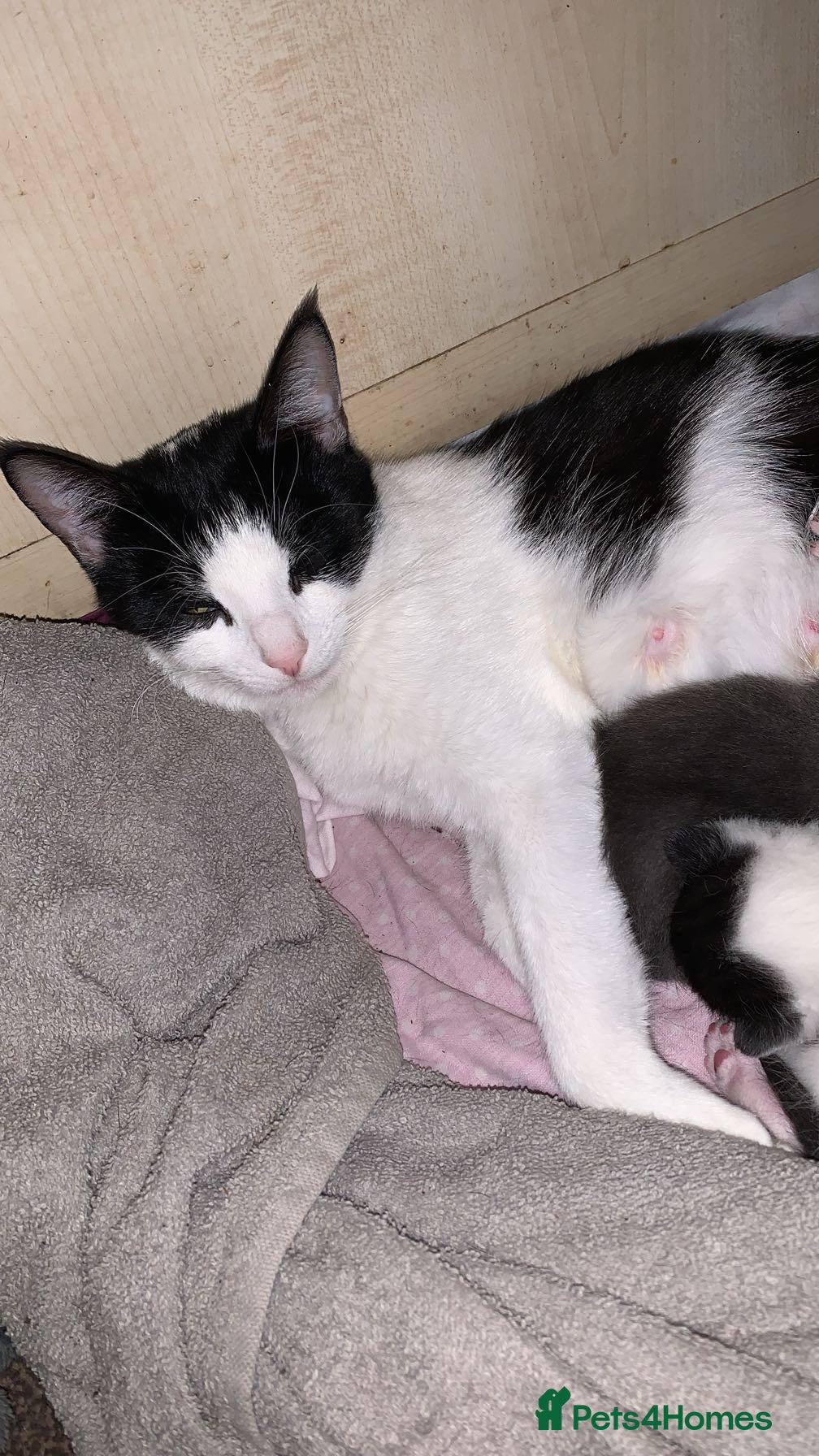 Mixed Breed cats 3 beautiful kittens ready to leave - Advert 3