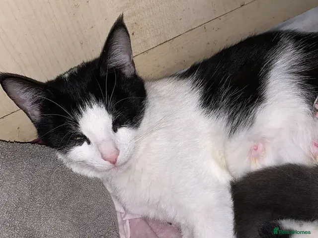 Mixed Breed cats for sale: 3 beautiful kittens ready to leave - Advert 7