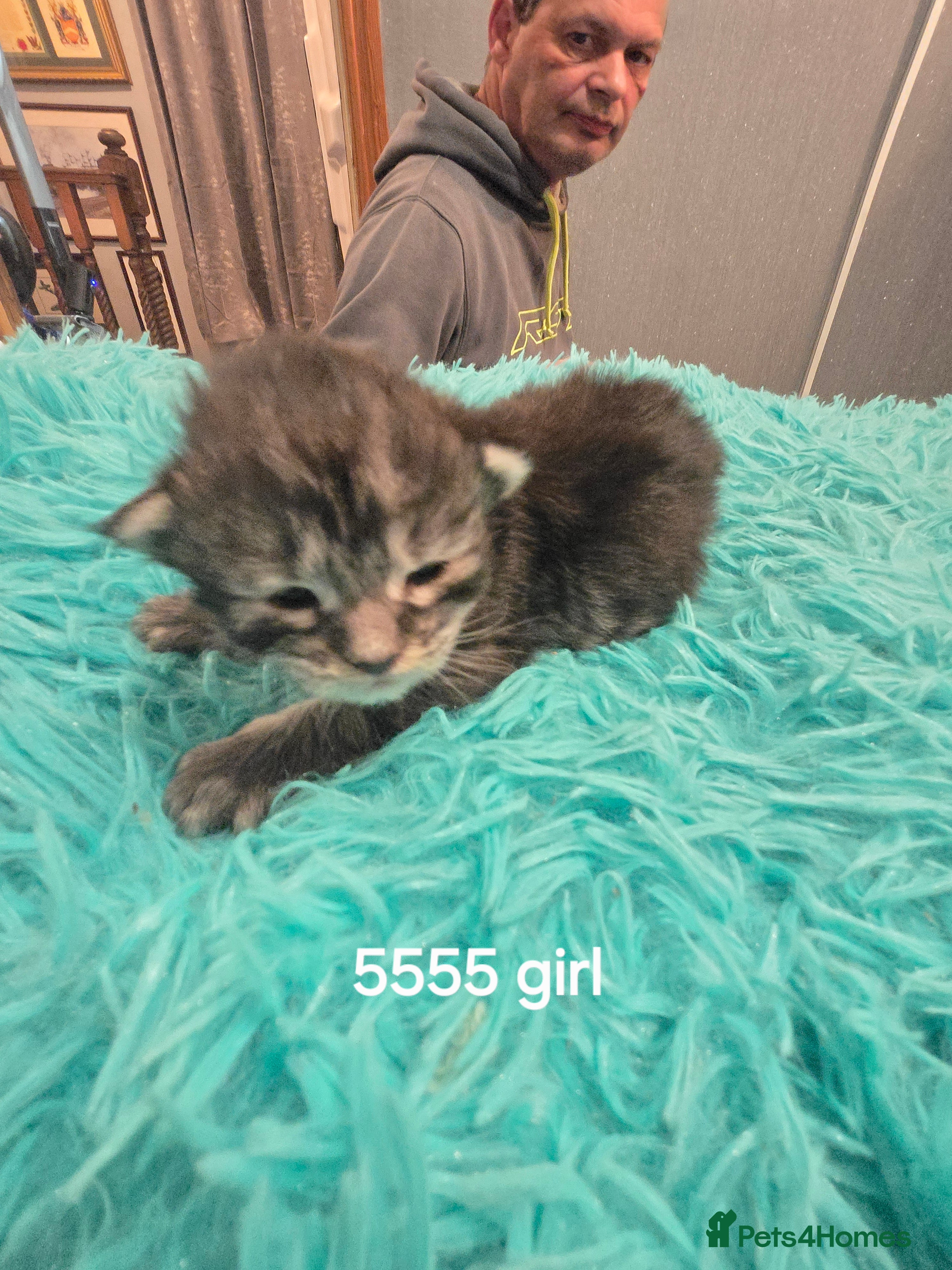 Maine Coon cats ✨✨ 2 male 6666 MC TiCA REG Poss active - Advert 11