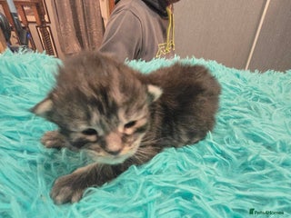 Maine Coon cats ✨✨ 2 male 6666 MC TiCA REG Poss active - Advert 11