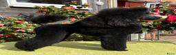 Miniature Poodle dogs for sale: Stunning Miniature Poodles from Proven Bloodlines - Advert 4