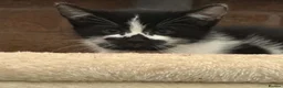 Mixed Breed cats for sale: Kittens  - Advert 7