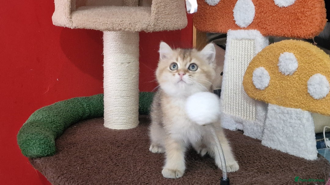 British Shorthair cats for sale: British shorthair kittens  - Image 26