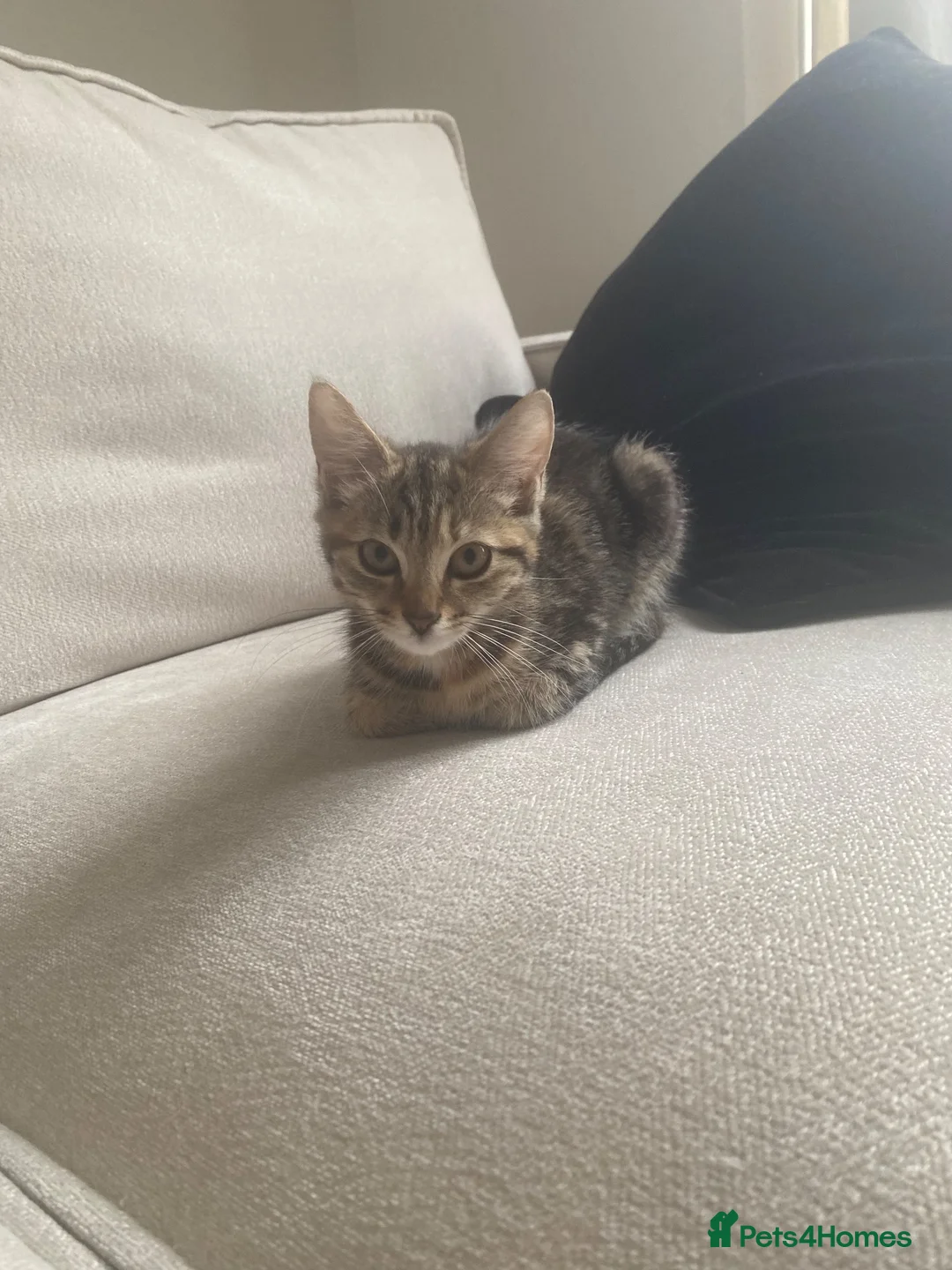Domestic Shorthair cats for sale: small tabby ready to go to a caring home. - Advert 5