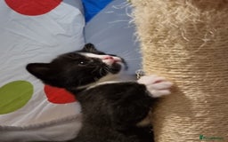 Mixed Breed cats for sale: Bengal x British Short Hair Kitten  - Image 19