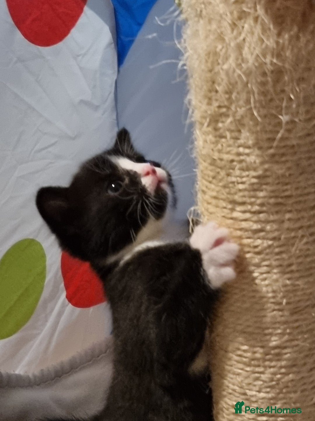 Mixed Breed cats for sale: Bengal x British Short Hair Kitten  - Image 19
