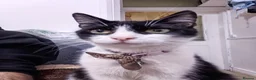 Mixed Breed cats for sale: Female Cat in Nottingham - Advert 4