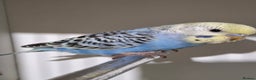 Budgerigars birds for sale: Budgies for sale  - Advert 3