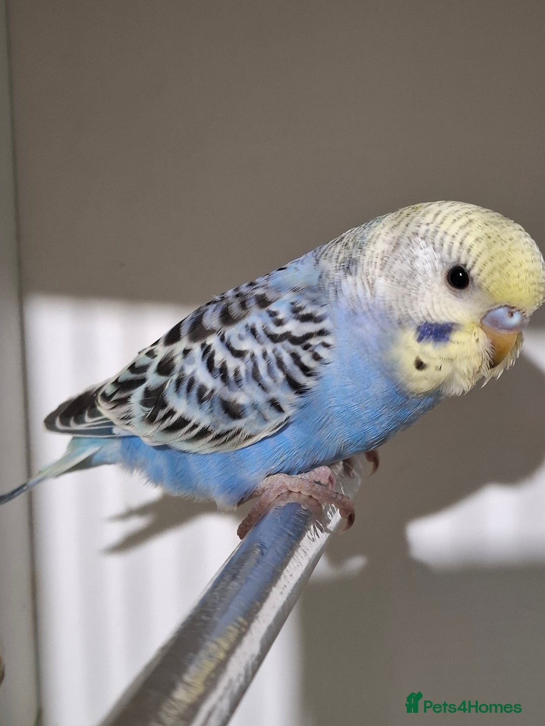Budgerigars birds for sale: Budgies for sale  - Advert 3