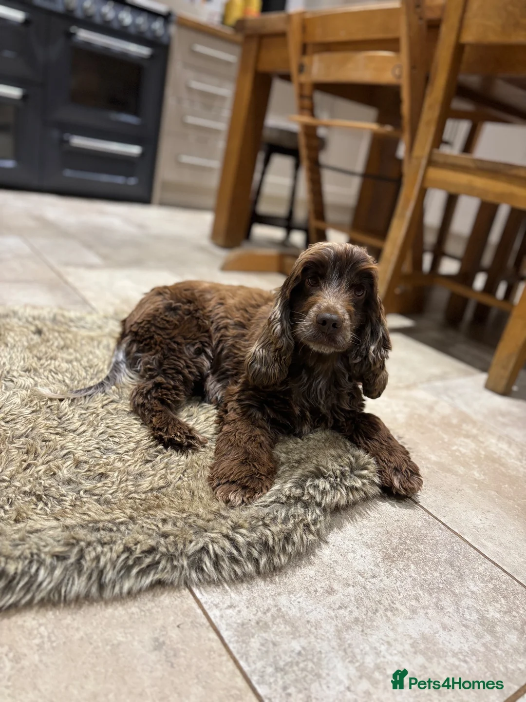 Cocker Spaniel dogs for sale: 4 year old cocker spaniel  - Advert 2